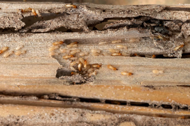 Best Affordable Pest Control Services  in Deltona, FL